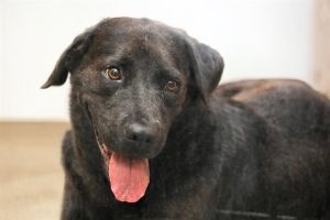 MIDNIGHT Labrador Retriever Dog