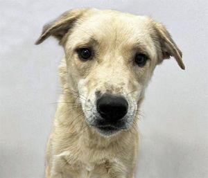 BANX, Young Male Labrador Retriever