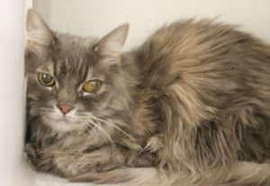 KATHY, Senior Female Domestic Long Hair