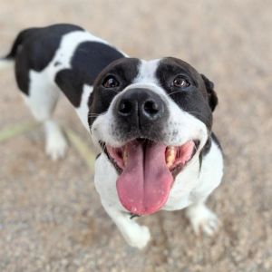 JAMES*, Adult Male American Bulldog