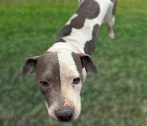 MARIPOSA*, Adult Female Pit Bull Terrier