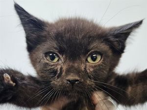 GIZMO, Baby Male Domestic Short Hair