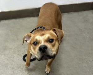 LANCELOT, Adult Male Pit Bull Terrier