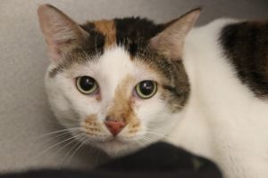 DAISY, Senior Female Domestic Short Hair
