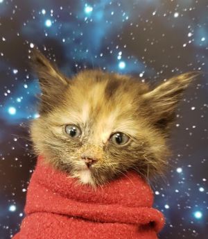 YARD GOBLIN, Baby Female Domestic Short Hair