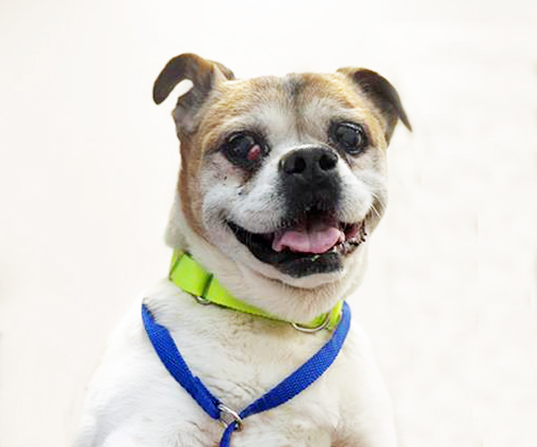 LOVELY, an adoptable Pekingese, Mixed Breed in Tucson, AZ, 85745 | Photo Image 1