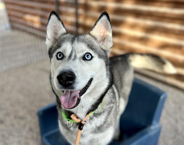 BLU