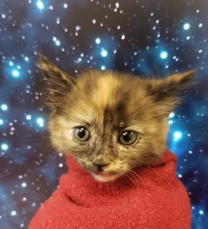 GARDEN GNOME, Baby Female Domestic Short Hair