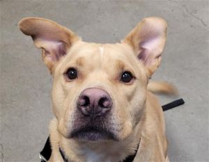 RAZZLE*, Adult Male German Shepherd Dog