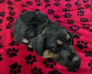 BAM BAM*, Young Male German Shepherd Dog