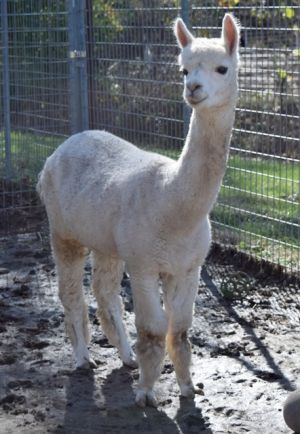 POPTART, Adult Female unknown