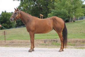 BUTTERS, Adult Female unknown
