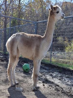 KOOZI, Adult Female unknown