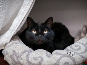 DEBORAH, Adult Female Domestic Short Hair
