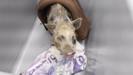 HAMELA ANDERSON, Adult Female Pig