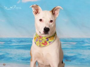 PO, Adult Male Labrador Retriever