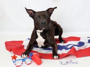 BURRITO, Adult Male Bull Terrier