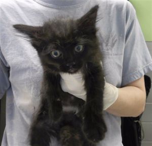 CARMEN SANDIEGO, Baby Female Domestic Short Hair