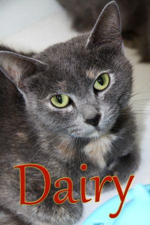 Dairy, Adult Female Domestic Short Hair