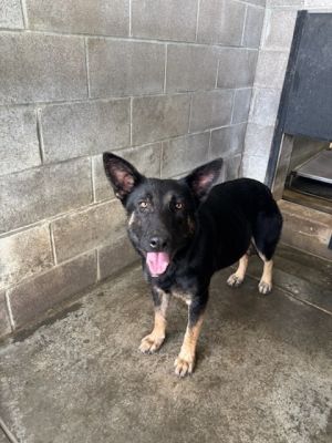 Sierra, Adult Female German Shepherd Dog