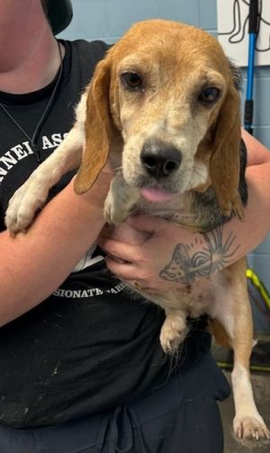 Maggie Mae, Senior Female Beagle