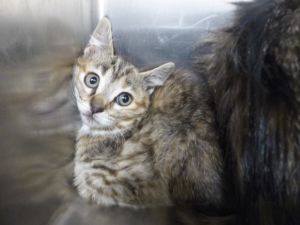 VIVAINE, Baby Female Domestic Short Hair