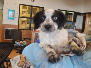 QUINN, Baby Female Mixed Breed