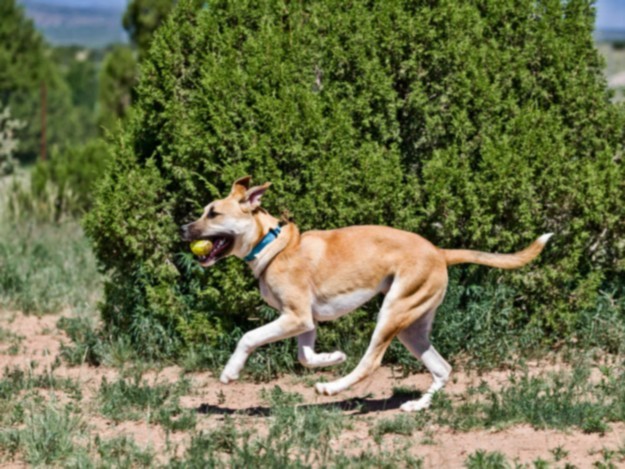 ROCKO