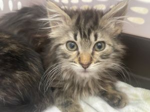 TABITHA, Baby Female Domestic Short Hair