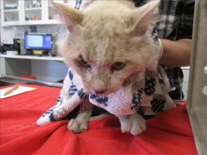 PERRY ELVIS, Adult Male Domestic Short Hair