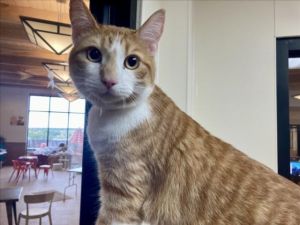 SIMBA, Young Male Domestic Short Hair