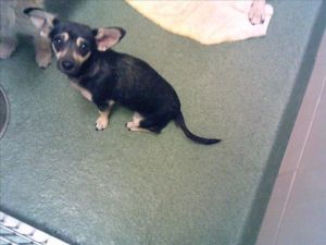 EDEN, Adult Female Mixed Breed