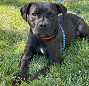 ANNIE, Adult Female Pit Bull Terrier
