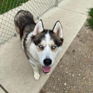 RYKER, Adult Male Siberian Husky