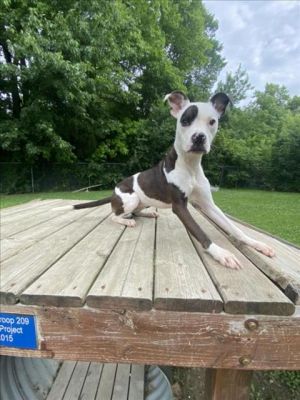 JUNO, Young Female Pit Bull Terrier