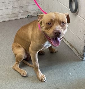 SIMON, Young Male Pit Bull Terrier