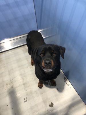 CHEECH, Adult Male Rottweiler