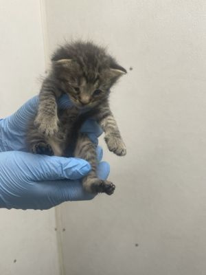 KANE, Baby Male Domestic Short Hair