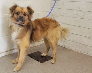 MOOSE, Adult Male Chihuahua