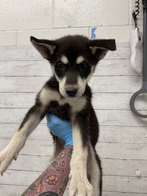 LEX, Baby Female Siberian Husky