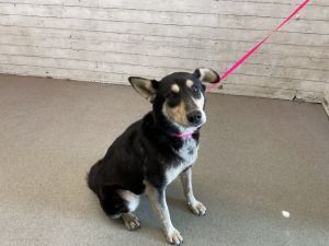 JASPER, Young Male German Shepherd Dog