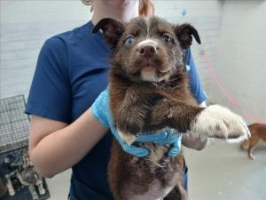 HERSHEY, Baby Male Siberian Husky