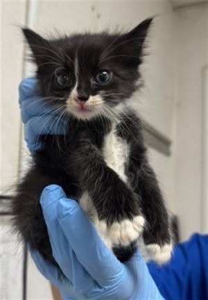CLAUDE, Baby Male Domestic Short Hair