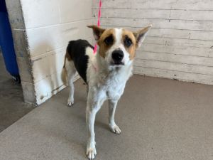 SAMMY, Young Male Border Collie