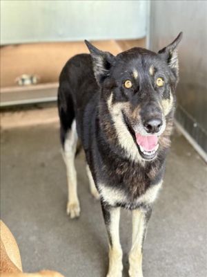 BUCKY, Young Male German Shepherd Dog