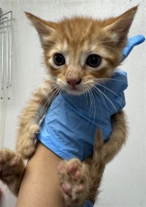 HUNTER, Baby Male Domestic Short Hair