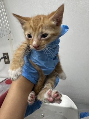 HARRIS, Baby Male Domestic Short Hair