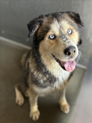 LUNA, Adult Female Siberian Husky
