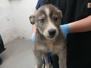 KIT KAT, Baby Male Siberian Husky