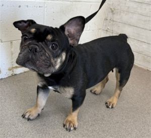 GORDA, Young Female French Bulldog